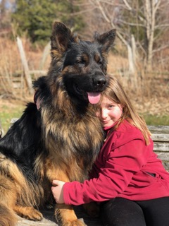 are german shepherds long haired