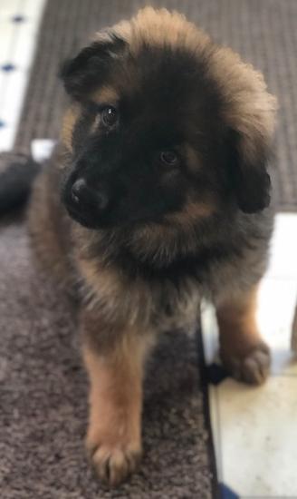 Ola 8 weeks